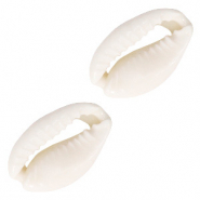 Perline di conchiglia ciprea bianco naturale
