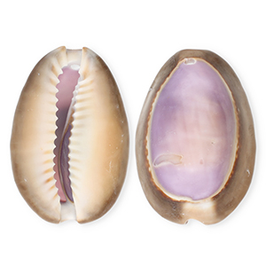 Pendenti di conchiglia prodotti speciali ciprea viola-marrone