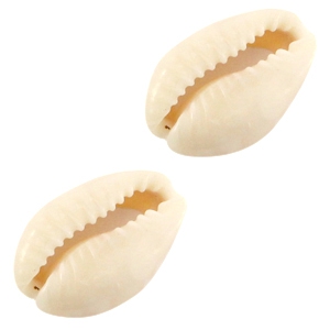 conchiglie ciprea avorio-beige